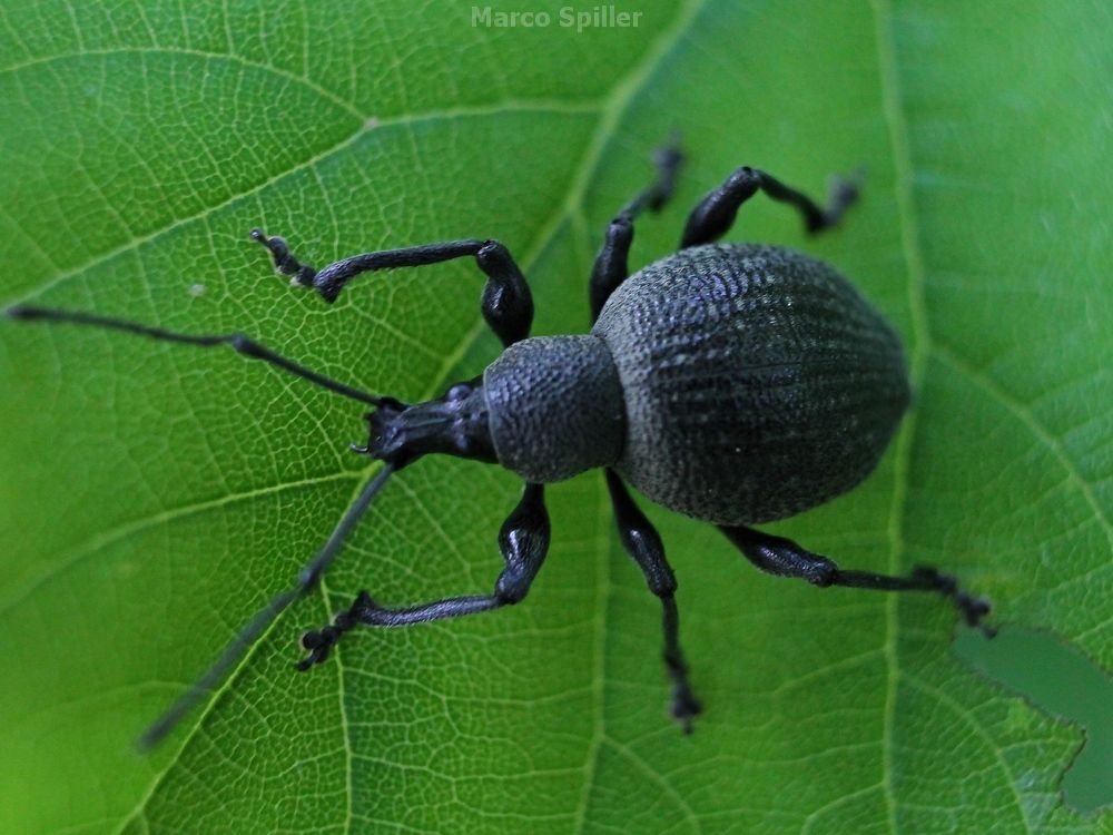 Otiorhynchus - foto e video